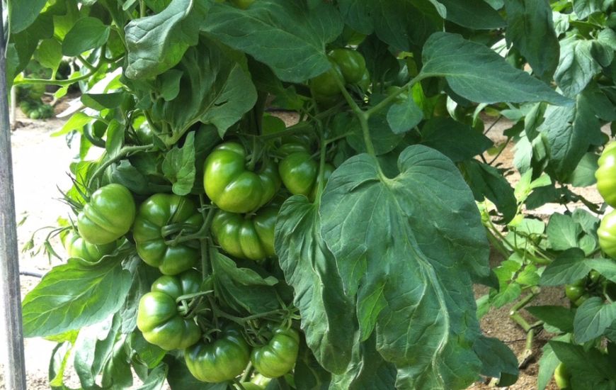 Cultivo de tomate con sistemas de ozono de ASP